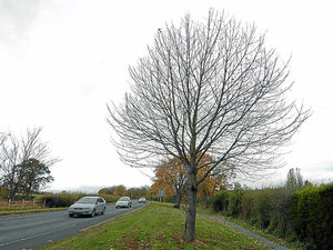 Supporting image for story: Review ordered over Shrewsbury speed bumps on busy road