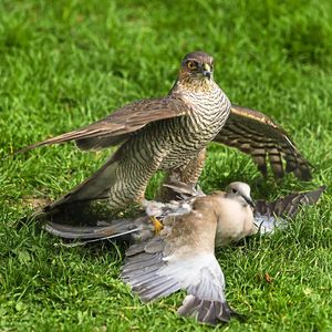 The sparrowhawk pins the unfortunate dove to the ground after descending on it, in these pictures by photographer Andrew Fusek-Peters
