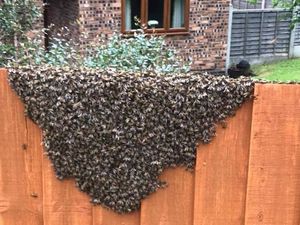Supporting image for story: Big swarm at Broseley house is unbee-lievable