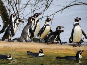 Supporting image for story: Sponsors of Dudley Zoo penguins that died in malaria crisis react to sad news