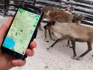 Supporting image for story: Lapland’s reindeer are now being tracked using GPS