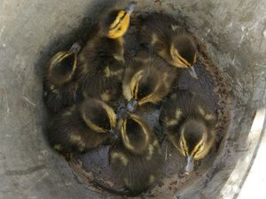 Supporting image for story: Ducklings rescued from bottom of Black Country drain