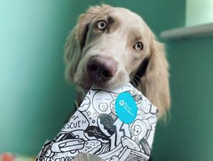 Supporting image for story: Planet Doughnut offers paw-fect treat for dog owners 