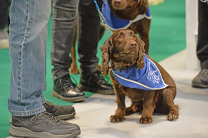 Dogs of all breeds, shapes and sizes will be at the show