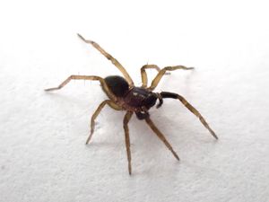 Supporting image for story: Critically endangered spider found for first time in 40 years on Isle of Wight