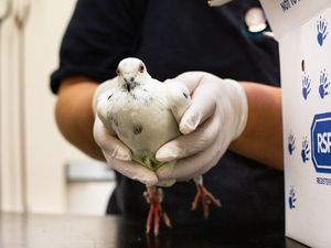 Supporting image for story: Volunteers needed to help wildlife and the RSPCA