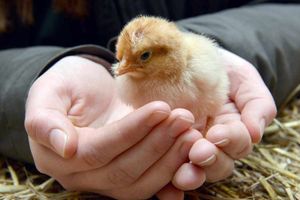 A Buff Orpington chick