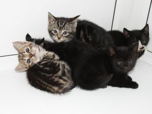 Supporting image for story: Ricky, Ringo, Ronnie, Rossi and Romeo the kittens rescued from crusher