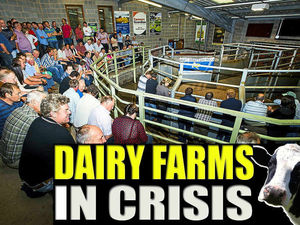 Supporting image for story: Shropshire dairy farmers urged to continue fight