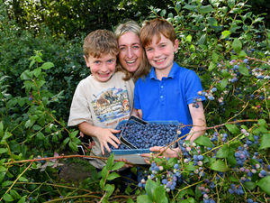 Supporting image for story: Farmer says blueberry crop is 'one of the best' despite rainy weather