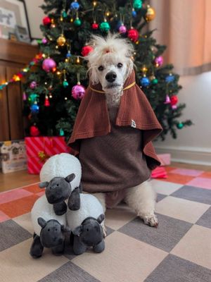 Alifie as Shepherd from Lake District. 