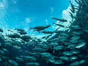 Supporting image for story: Plastic nanoparticles could be causing brain damage in fish