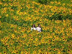 Supporting image for story: Parts of England to hit 30C as fire crews travel across country to battle blaze