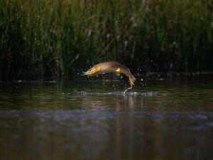 A brown trout leaping out of a river