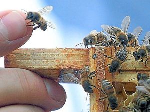 Supporting image for story: Opinions are divided on pesticides ban in bid to save bees