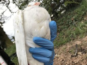 Supporting image for story: Pigeon hung on tree with legs tied together by men with dog