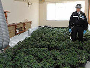 Supporting image for story: £1m cannabis haul in police swoop