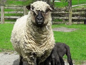 Supporting image for story: No date for reopening of Acton Scott farm after E. coli cases