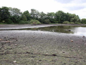 Supporting image for story: Dismay as wildlife pool slowly dries up