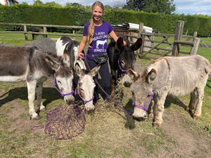 Supporting image for story: New business offers donkey-assisted therapy to people in Shropshire and Staffordshire