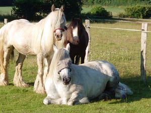 Supporting image for story: Police investigate theft of three horses from village paddock