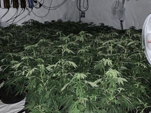 Supporting image for story: 43 cannabis plants found growing in Black Country shed