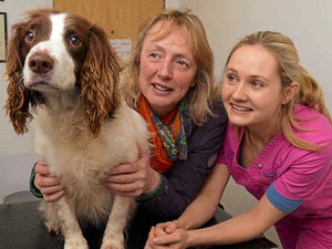 Supporting image for story: Sweet Rolo is back on her feet after car accident