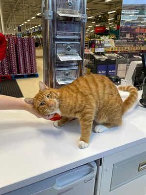 Can I help you? Fizz at Tesco's customer services desk