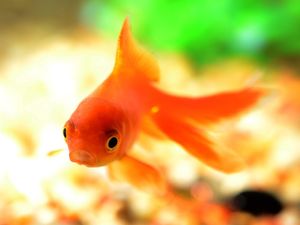 Supporting image for story: Warning to residents over goldfish prizes at fairs