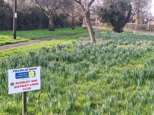 Supporting image for story: Daffodils planted in support of Marie Curie UK at Rugeley roundabout