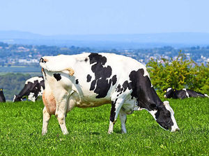 Supporting image for story: Poll: Is it worth paying more for organic food?