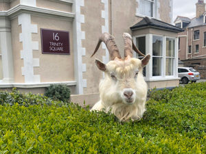 Supporting image for story: Andy Richardson: Our animal instincts tell us we're in for the lockdown long haul