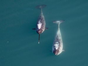 Supporting image for story: Scientists reveal how narwhals use their unicorn-like tusks