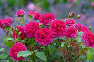 Gabriel Oak will also make its debut at Chelsea Flower Show