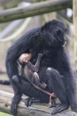 The critically endangered Columbian black spider monkey baby was born at Dudley Zoo and Castle last week