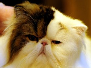 Supporting image for story: Selective breeding ‘may have impacted cats’ ability to communicate’ – study