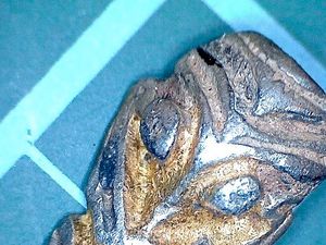 Supporting image for story: Viking era silver strap tip found in Shropshire field is declared official ‘treasure’