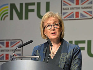 Supporting image for story: Government to extend badger cull, farmers are told