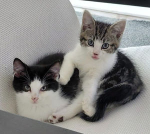 The ten-week-old kittens were found left in a cello taped shut cat carrier in the rain by a shopkeeper