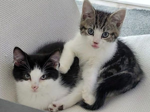 Supporting image for story: 10-week-old kittens rescued after being dumped outside Birmingham shop in taped shut carrier