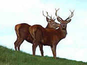 Supporting image for story: Deer cull planned to cut accidents