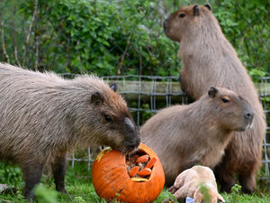 Supporting image for story: Happy birthday Cinnamon – celebrations as Telford's once-escaped capybara turns one