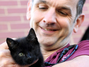 Supporting image for story: Abandoned kitten looking for home after lifesaving surgery