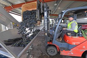 It looks like it may have been a bumper year at Halfpenny Green Wine Estate, Bobbington