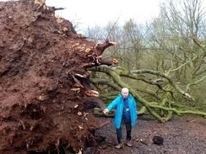 Supporting image for story: Oldest tree comes crashing down in high winds at Midlands beauty spot 