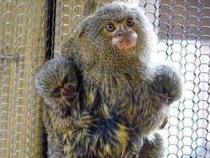 Supporting image for story: Drayton Manor Zoo welcome two new baby Pygmy Marmosets