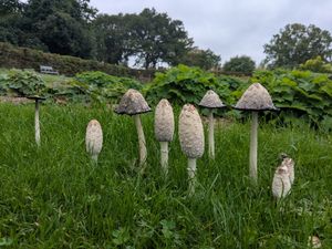Supporting image for story: Garden experts embrace fungi as weather conditions encourage autumn bonanza