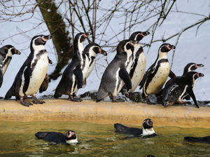 Supporting image for story: Majority of Dudley Zoo's penguins die in devastating malaria outbreak