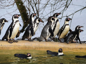 Supporting image for story: Majority of Dudley Zoo's penguins die in devastating malaria outbreak