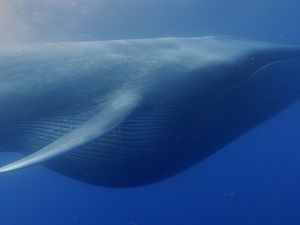 Supporting image for story: Blue whales' huge size 'due to binge-eating through climate change'